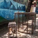 पशु चिकित्सा अनुभाग नगर निगम के द्वारा निर्देशित टीम ने तीन बंदर पकड़े